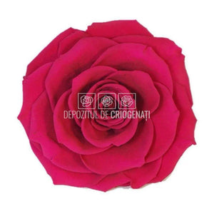 Trandafir Criogenat BONITA PIN-05 (Ø9,5cm, 1 buc /cutie) - DepozituldeCriogenati.ro