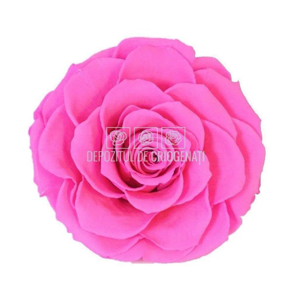 Trandafir Criogenat BONITA PIN - 07 (dia. 9,5cm, 1 buc /cutie) - Depozitul de Criogenati