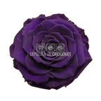 Trandafir Criogenat BONITA PUR - 01 (dia. 9,5cm, 1 buc /cutie) - Depozitul de Criogenati