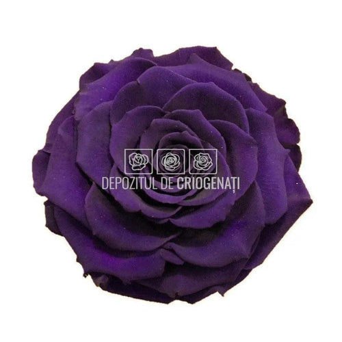 Trandafir Criogenat BONITA PUR - 01 (dia. 9,5cm, 1 buc /cutie) - Depozitul de Criogenati