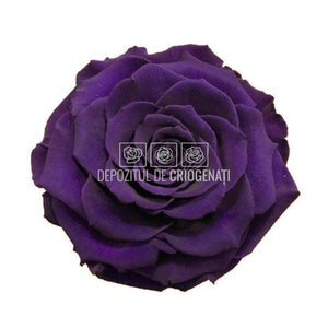 Trandafir Criogenat BONITA PUR-01 (Ø9,5cm, 1 buc /cutie) - DepozituldeCriogenati.ro
