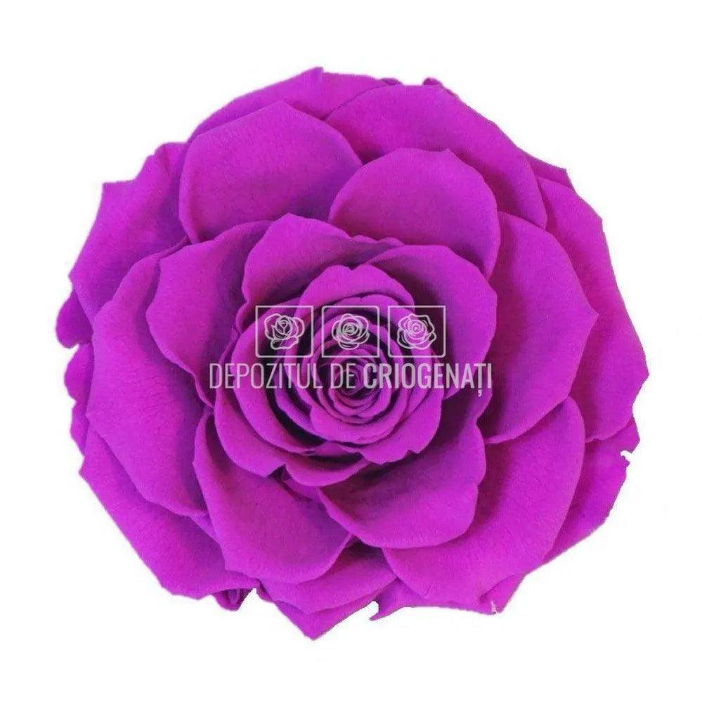 Trandafir Criogenat BONITA PUR - 02 (dia. 9,5cm, 1 buc /cutie) - Depozitul de Criogenati