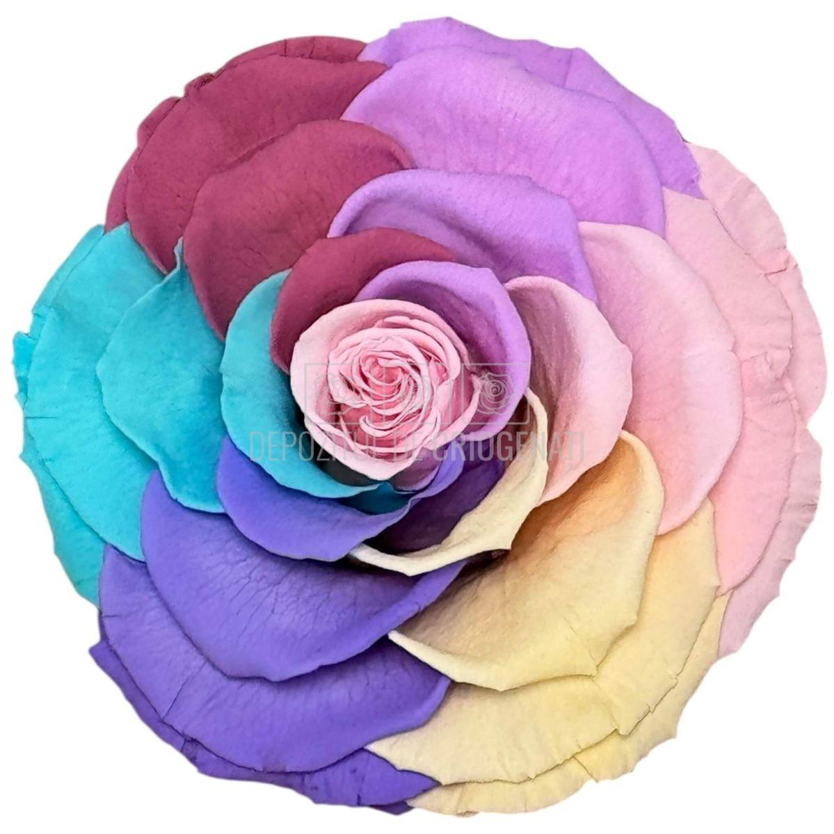 Trandafir Criogenat BONITA RAINBOW PIN - 04 (dia. 9,5cm) - Depozitul de Criogenati