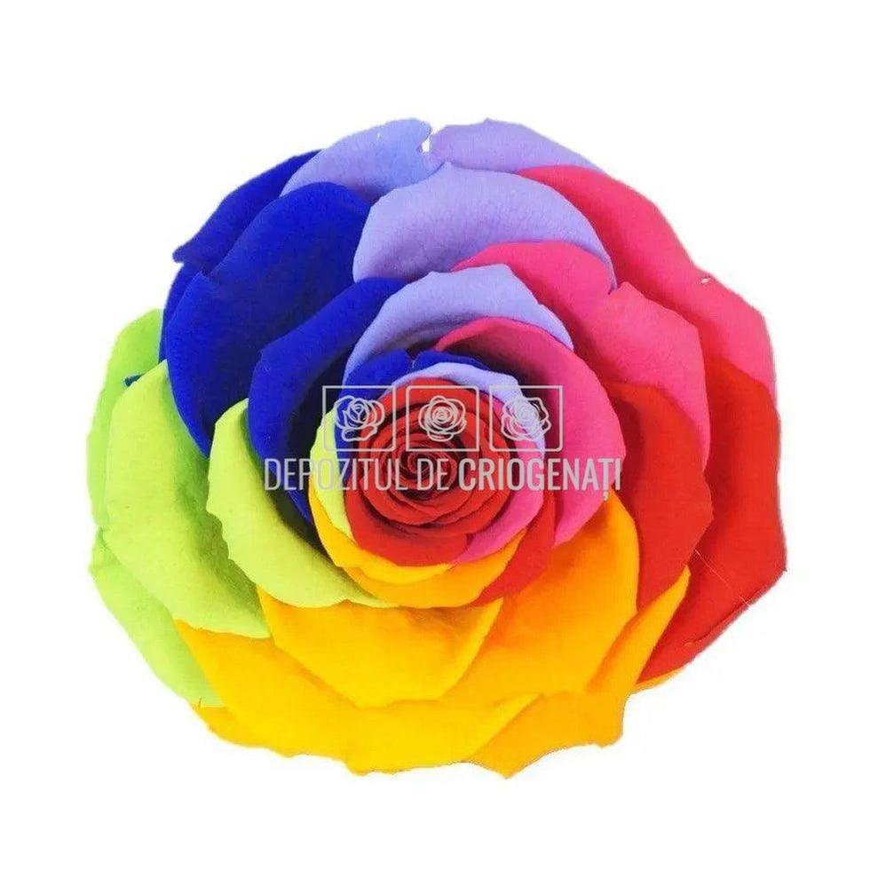Trandafir Criogenat BONITA RAINBOW RED - 02 (dia. 9,5cm, 1 buc /cutie) - Depozitul de Criogenati