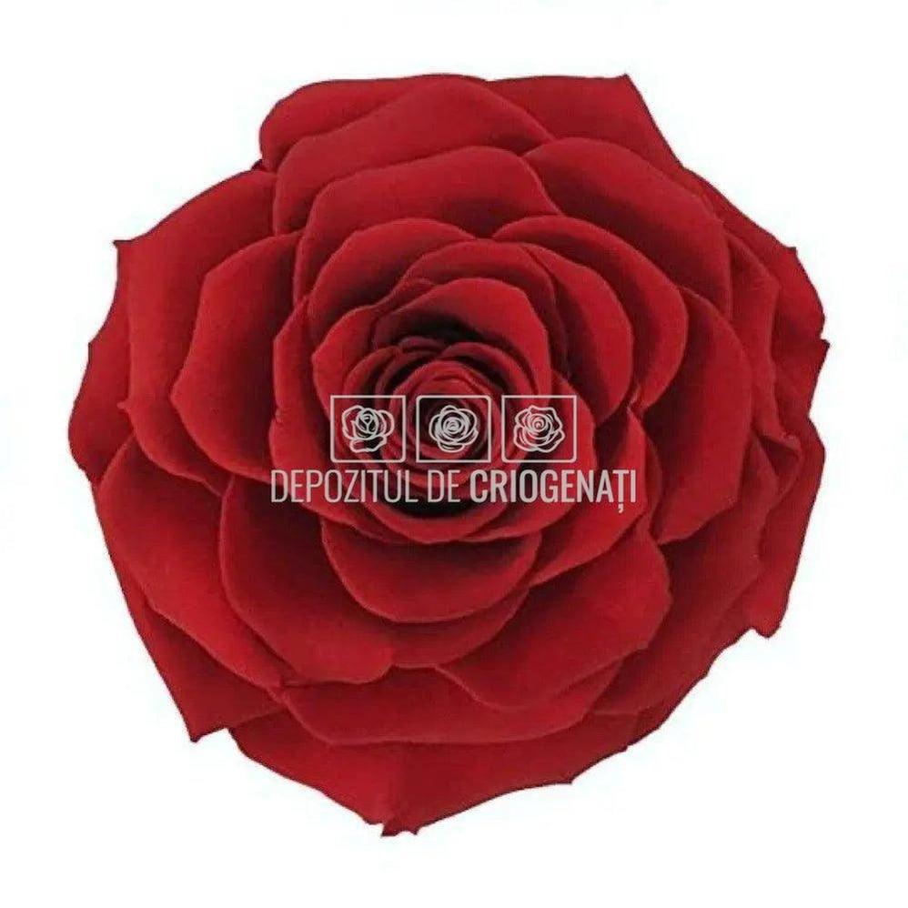 Trandafir Criogenat BONITA RED - 01 (dia. 9,5cm, 1 buc /cutie) - Depozitul de Criogenati