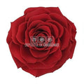 Trandafir Criogenat BONITA RED - 01 (dia. 9,5cm, 1 buc /cutie) - Depozitul de Criogenati
