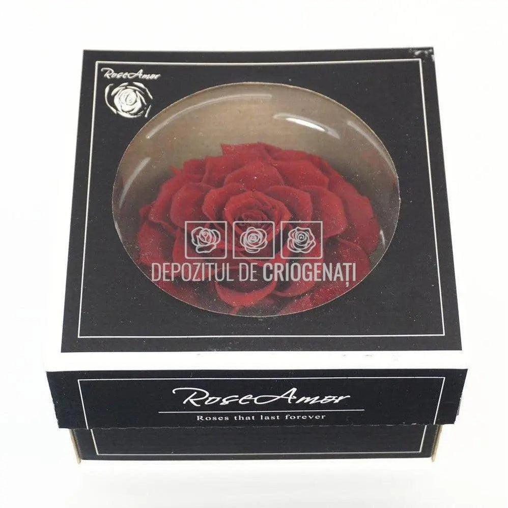 Trandafir Criogenat BONITA RED-01 (Ø9,5cm, 1 buc /cutie) - DepozituldeCriogenati.ro