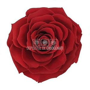 Trandafir Criogenat BONITA RED-01 (Ø9,5cm, 1 buc /cutie) - DepozituldeCriogenati.ro