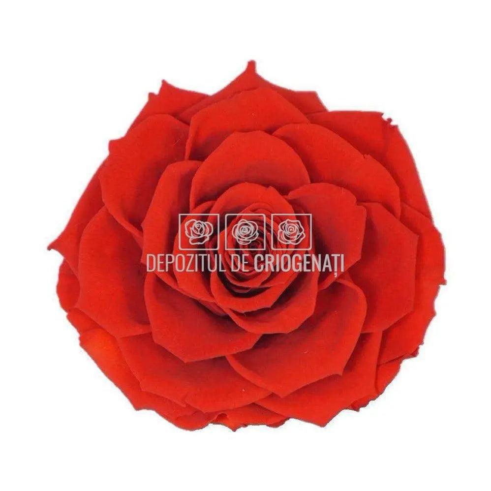 Trandafir Criogenat BONITA RED - 02 (dia. 9,5cm, 1 buc /cutie) - Depozitul de Criogenati