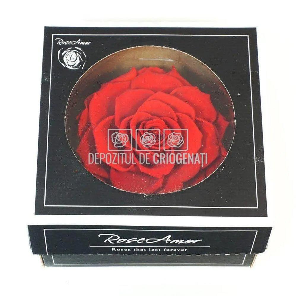 Trandafir Criogenat BONITA RED - 02 (dia. 9,5cm, 1 buc /cutie) - Depozitul de Criogenati