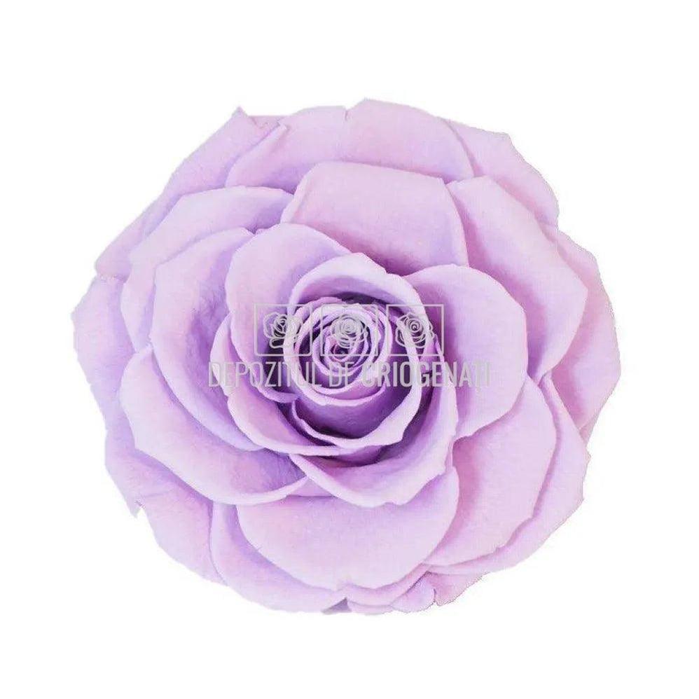 Trandafir Criogenat BONITA VIO - 03 (dia. 9,5cm, 1 buc /cutie) - Depozitul de Criogenati