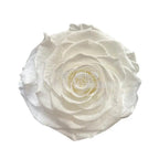Trandafir Criogenat BONITA WHI - 01 (dia. 9,5cm, 1 buc /cutie) - Depozitul de Criogenati