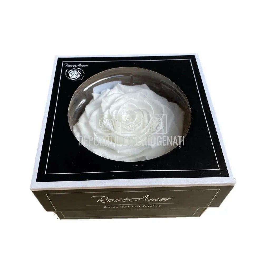 Trandafir Criogenat BONITA WHI-01 (Ø9,5cm, 1 buc /cutie) - DepozituldeCriogenati.ro