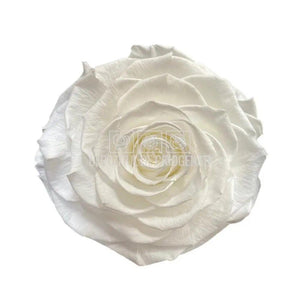 Trandafir Criogenat BONITA WHI-01 (Ø9,5cm, 1 buc /cutie) - DepozituldeCriogenati.ro