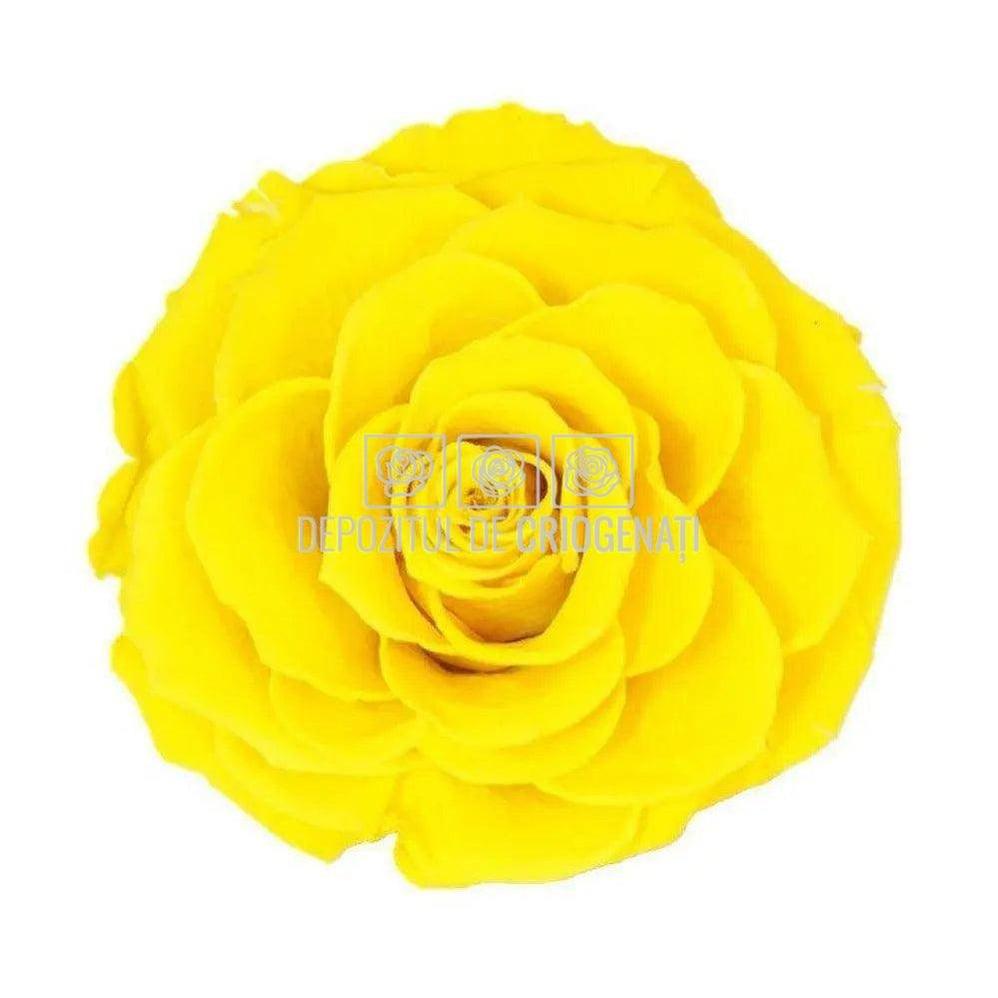 Trandafir Criogenat BONITA YEL - 02 (dia. 9,5cm, 1 buc /cutie) - Depozitul de Criogenati