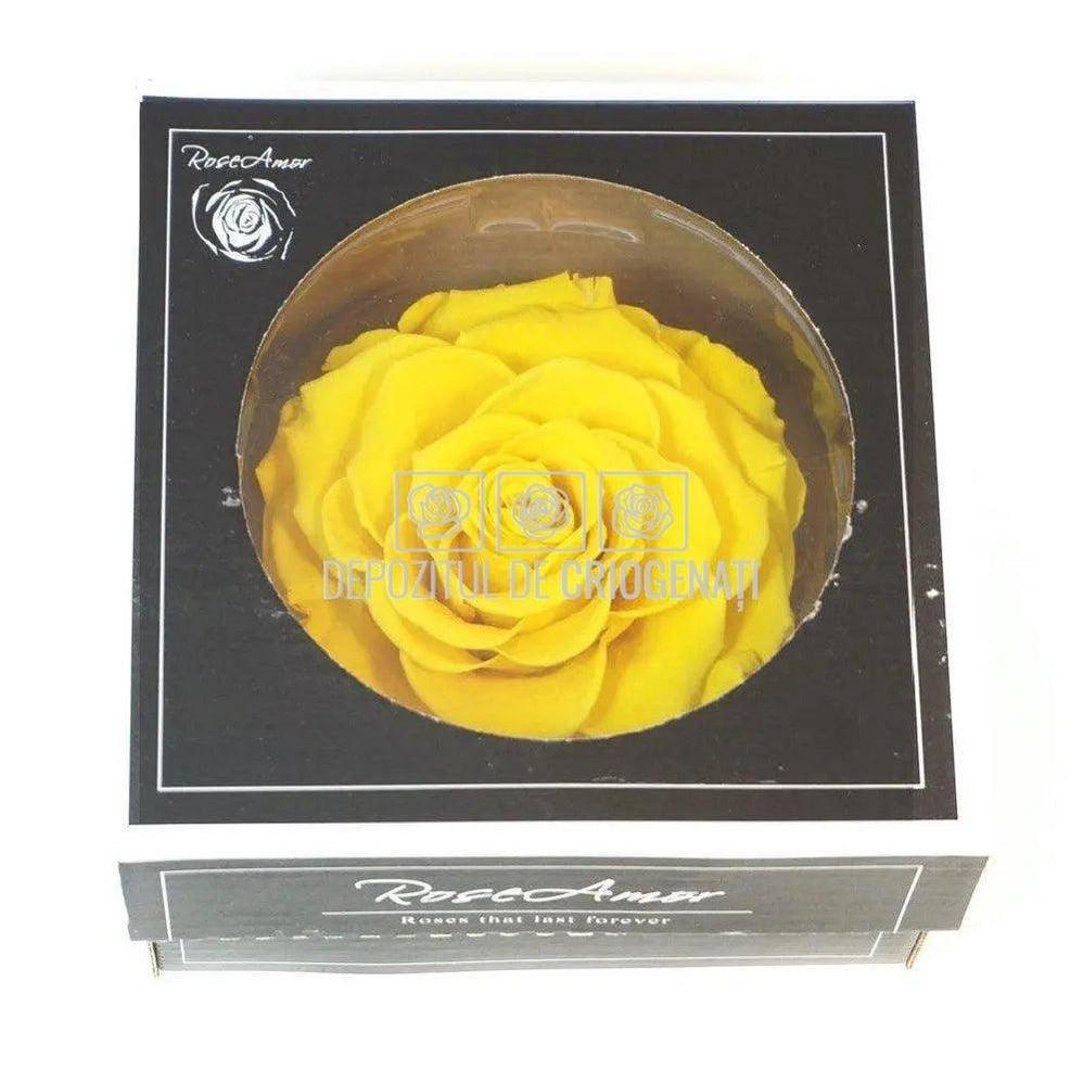 Trandafir Criogenat BONITA YEL - 02 (dia. 9,5cm, 1 buc /cutie) - Depozitul de Criogenati