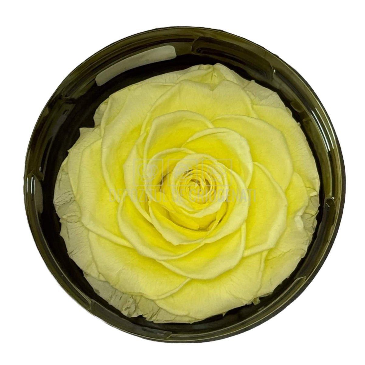 Trandafir Criogenat BONITA YEL - 89 (dia. 9,5cm, 1 buc /cutie) - DepozituldeCriogenati.ro