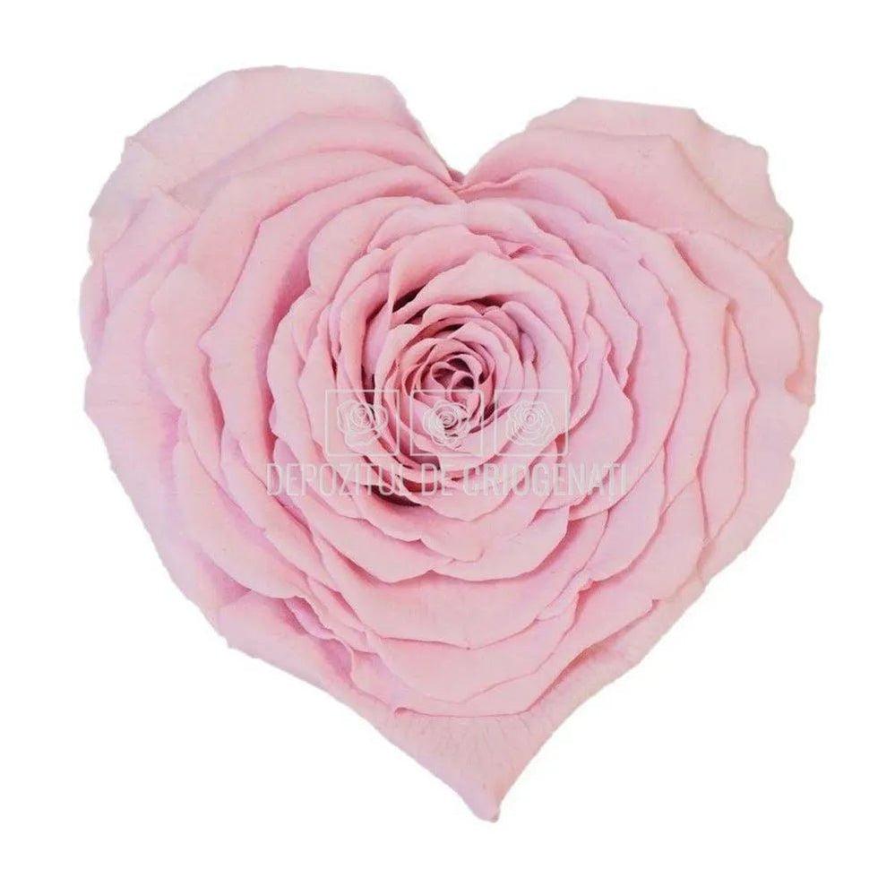 Trandafir Criogenat CORAZON PIN-04 (Ø9cm, 1 buc /cutie) - DepozituldeCriogenati.ro