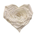 Trandafir Criogenat CORAZON WHI - 01 (dia. 9cm, 1 buc /cutie) - Depozitul de Criogenati
