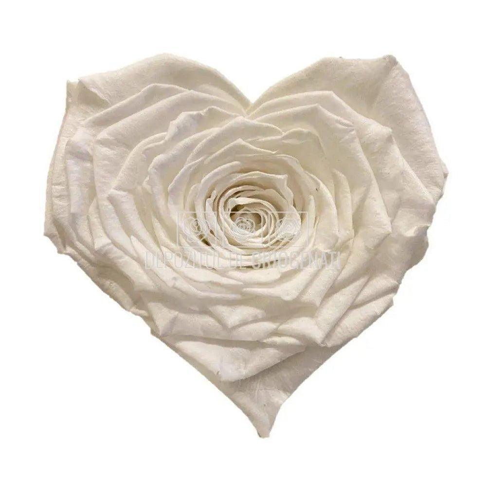 Trandafir Criogenat CORAZON WHI - 01 (dia. 9cm, 1 buc /cutie) - Depozitul de Criogenati