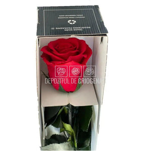 Trandafir Criogenat RoseAmor RED-02 (Ø5,5cm x H7cm) cu coada 70cm - DepozituldeCriogenati.ro