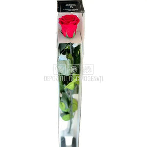 Trandafir Criogenat RoseAmor RED-02 (Ø5,5cm x H7cm) cu coada 70cm - DepozituldeCriogenati.ro
