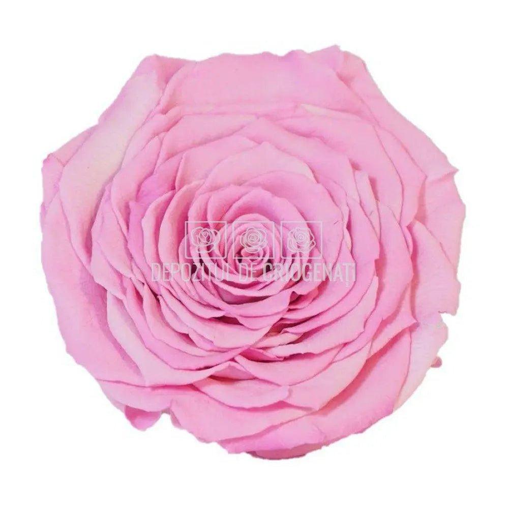 Trandafir Criogenat XXL BIC-08 (Ø9,5cm, 1 buc /cutie) - DepozituldeCriogenati.ro