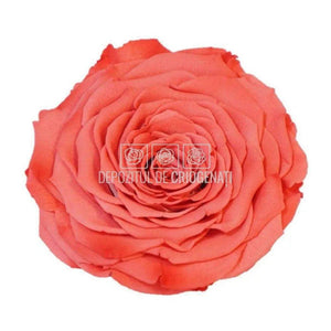 Trandafir Criogenat XXL BIC-10 (Ø9,5cm, 1 buc /cutie) - DepozituldeCriogenati.ro