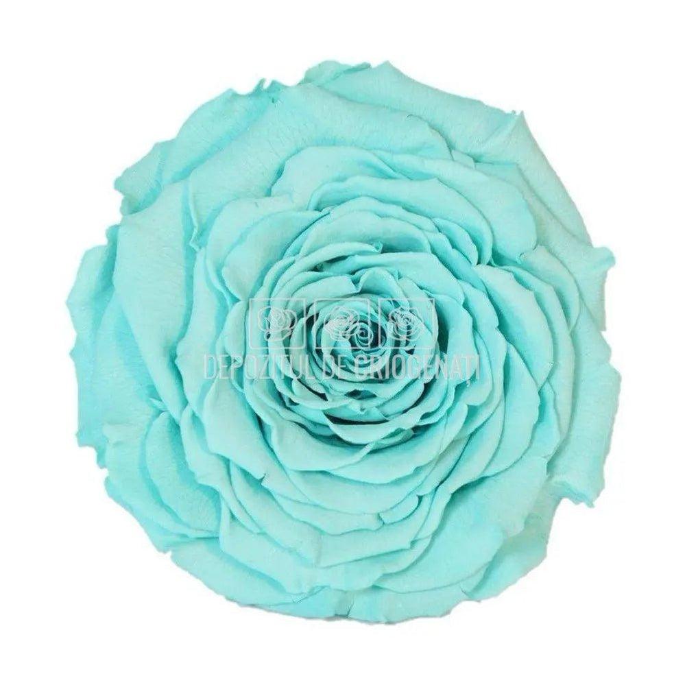 Trandafir Criogenat XXL BLU - 02 (dia. 9,5cm, 1 buc /cutie) - Depozitul de Criogenati