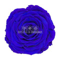 Trandafir Criogenat XXL BLU - 03 (dia. 9,5cm, 1 buc /cutie) - Depozitul de Criogenati