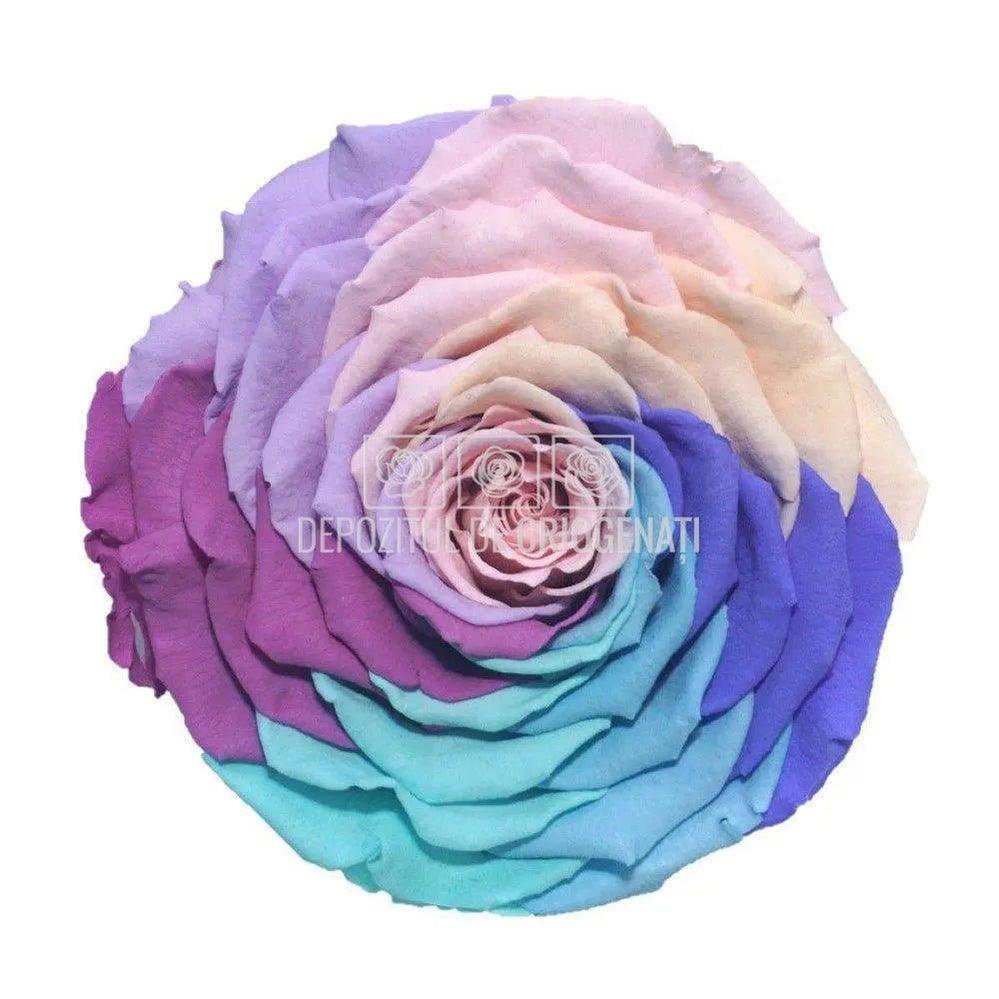 Trandafir Criogenat XXL CANDY RAINBOW PIN - 04 dia. 9,5cm, 1 buc /cutie - Depozitul de Criogenati