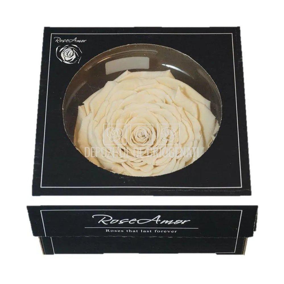 Trandafir Criogenat XXL CHA-01 (Ø9,5cm, 1 buc /cutie) - DepozituldeCriogenati.ro