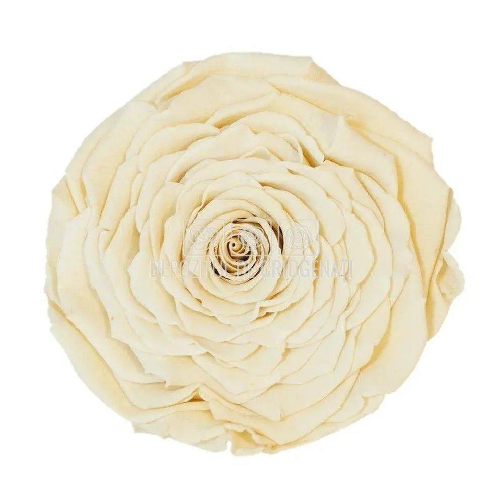 Trandafir Criogenat XXL CHA-01 (Ø9,5cm, 1 buc /cutie) - DepozituldeCriogenati.ro