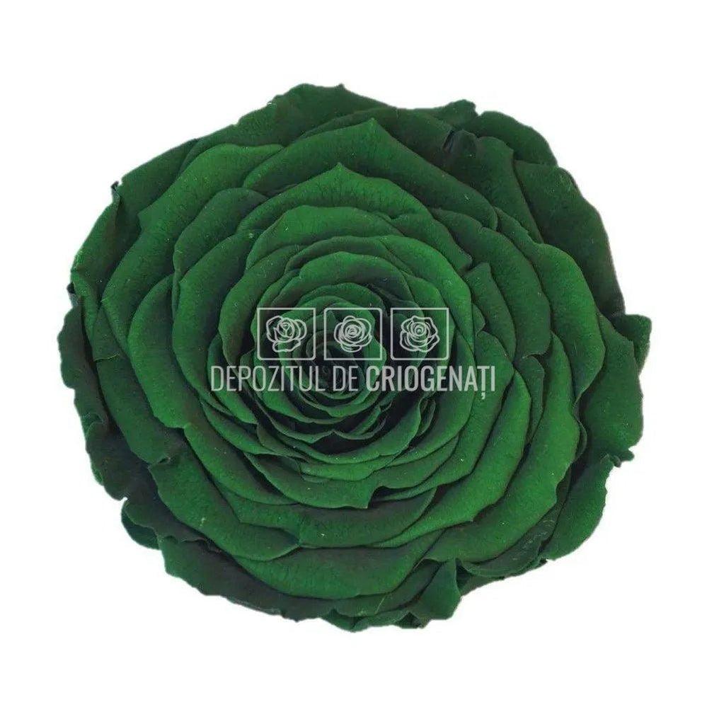 Trandafir Criogenat XXL GRE - 02 (dia. 9,5cm, 1 buc /cutie) - Depozitul de Criogenati