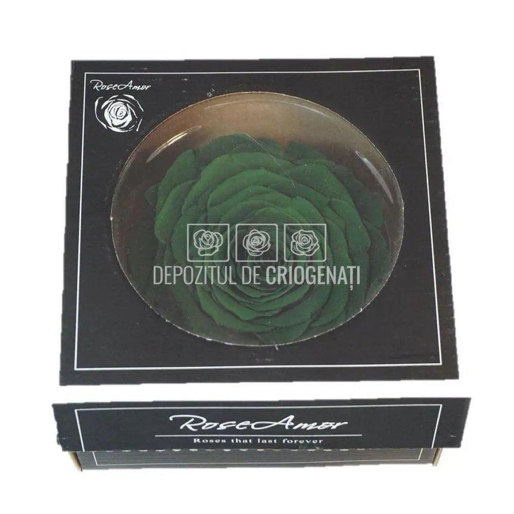 Trandafir Criogenat XXL GRE - 02 (dia. 9,5cm, 1 buc /cutie) - Depozitul de Criogenati