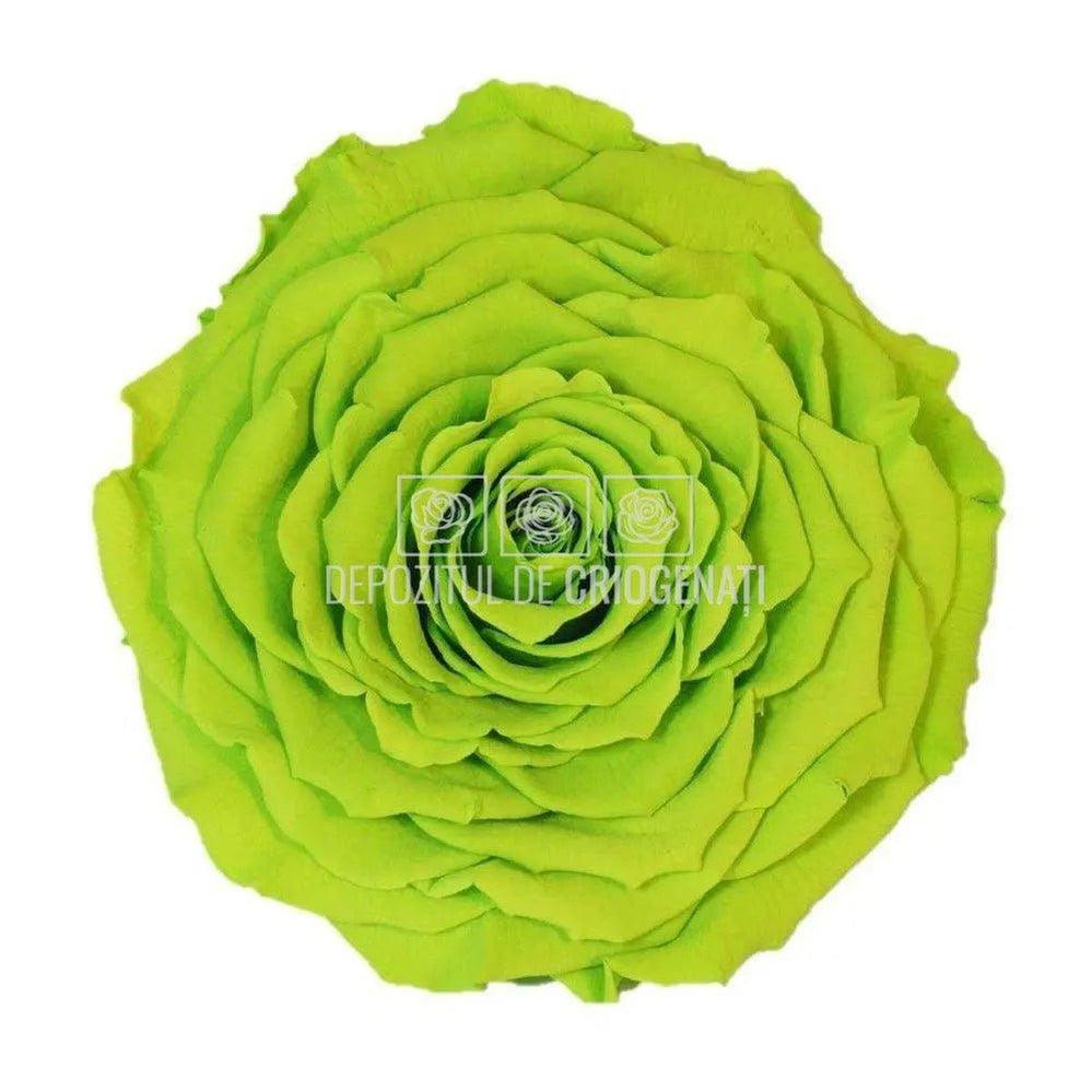 Trandafir Criogenat XXL GRE-05 (Ø9,5cm, 1 buc /cutie) - DepozituldeCriogenati.ro