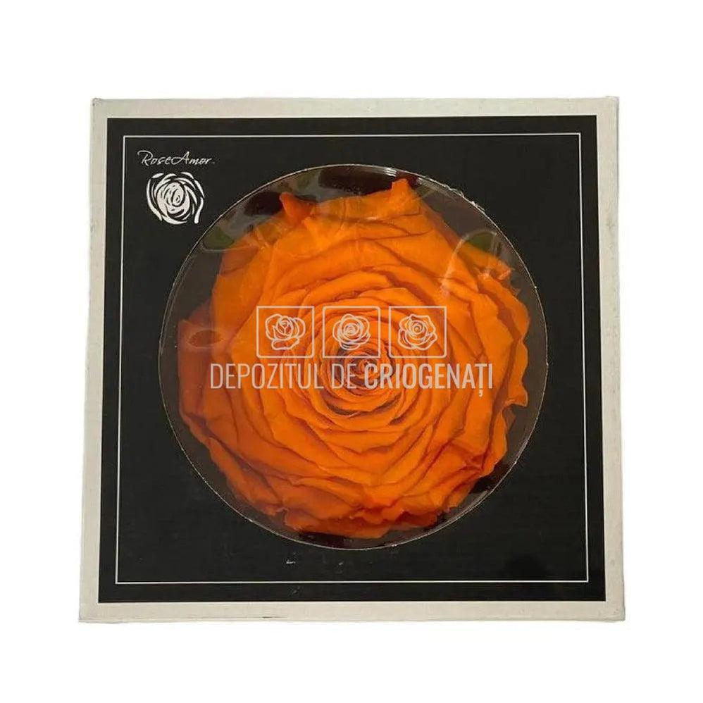 Trandafir Criogenat XXL ORA-02 (dia. 9,5cm, 1 buc /cutie) - DepozituldeCriogenati.ro