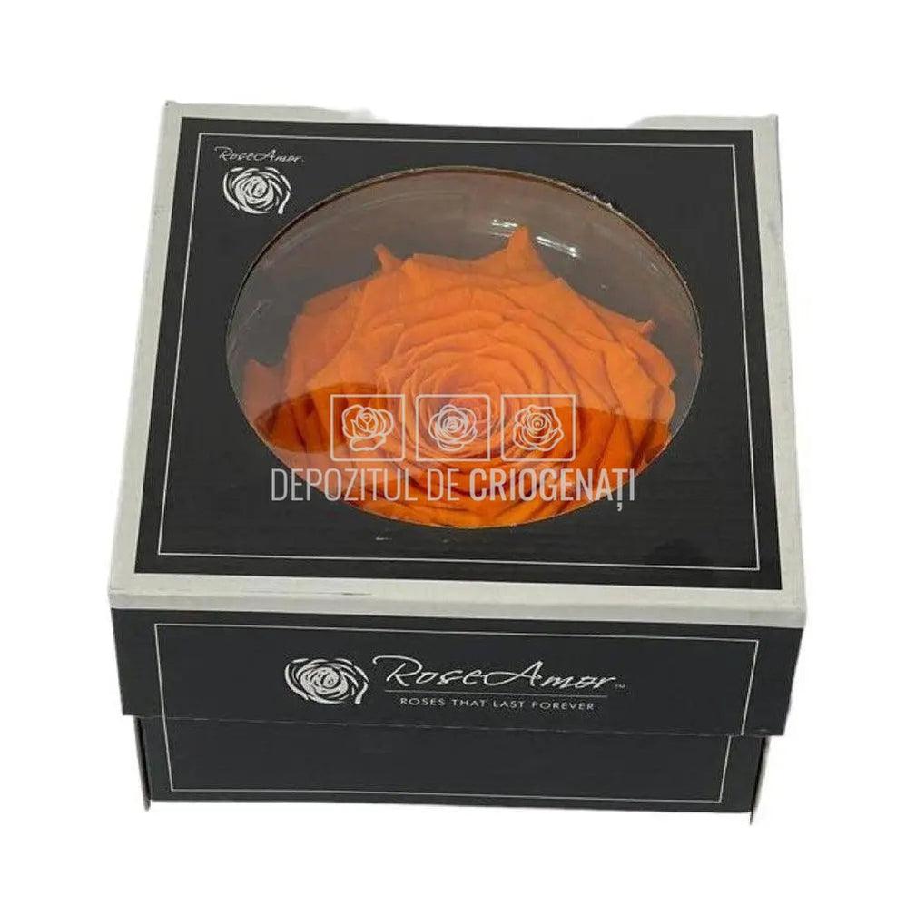 Trandafir Criogenat XXL ORA-02 (dia. 9,5cm, 1 buc /cutie) - DepozituldeCriogenati.ro