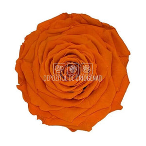 Trandafir Criogenat XXL ORA-02 (dia. 9,5cm, 1 buc /cutie) - DepozituldeCriogenati.ro