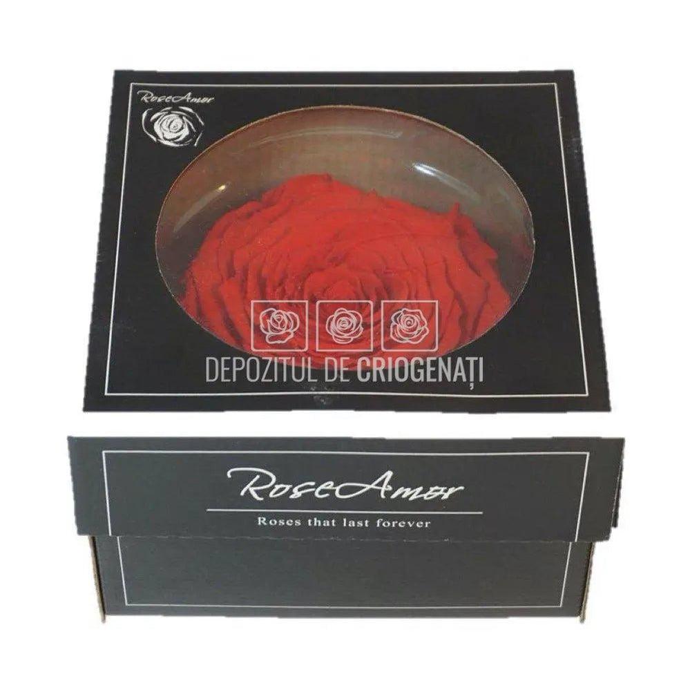 Trandafir Criogenat XXL ORA-03 (Ø9,5cm, 1 buc /cutie) - DepozituldeCriogenati.ro