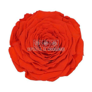 Trandafir Criogenat XXL ORA-03 (Ø9,5cm, 1 buc /cutie) - DepozituldeCriogenati.ro