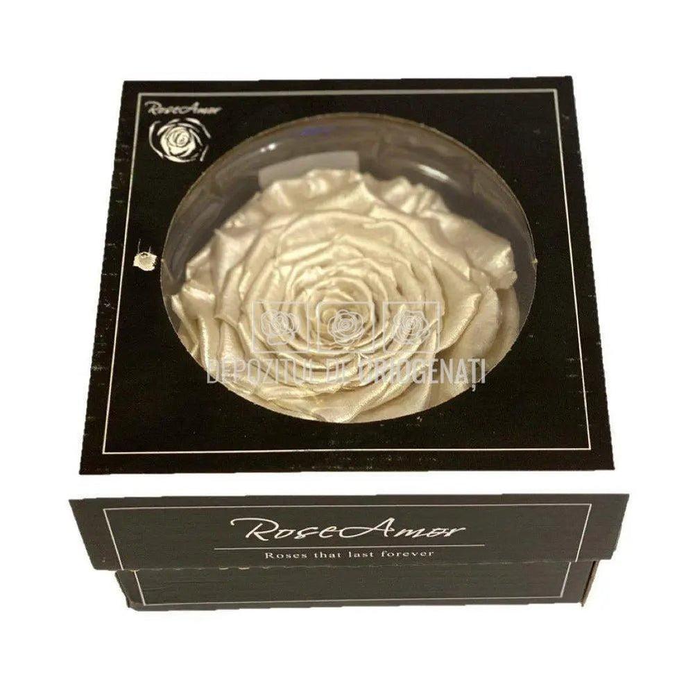 Trandafir Criogenat XXL PEARL WHI (Ø9,5cm, 1 buc /cutie) - DepozituldeCriogenati.ro