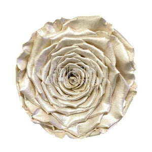 Trandafir Criogenat XXL PEARL WHI (Ø9,5cm, 1 buc /cutie) - DepozituldeCriogenati.ro