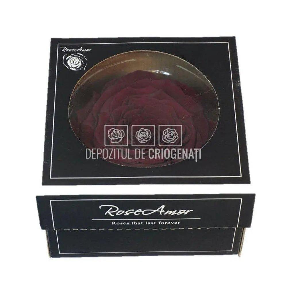 Trandafir Criogenat XXL PIN-02 (Ø9,5cm, 1 buc /cutie) - DepozituldeCriogenati.ro