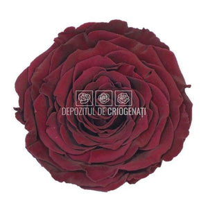Trandafir Criogenat XXL PIN-02 (Ø9,5cm, 1 buc /cutie) - DepozituldeCriogenati.ro
