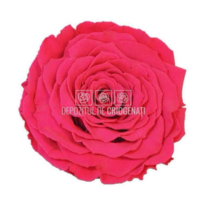 Trandafir Criogenat XXL PIN-03 (Ø9,5cm, 1 buc /cutie) - DepozituldeCriogenati.ro