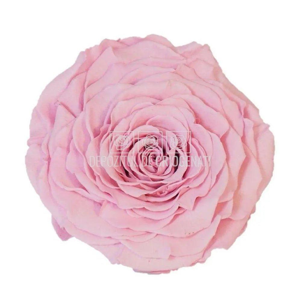 Trandafir Criogenat XXL PIN - 04 (dia. 9,5cm, 1 buc /cutie) - Depozitul de Criogenati
