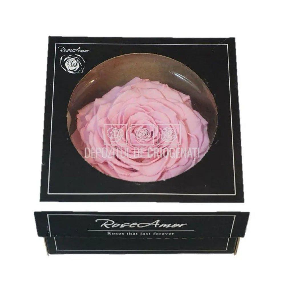 Trandafir Criogenat XXL PIN - 04 (dia. 9,5cm, 1 buc /cutie) - Depozitul de Criogenati