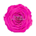 Trandafir Criogenat XXL PIN - 07 (dia. 9,5cm, 1 buc /cutie) - Depozitul de Criogenati