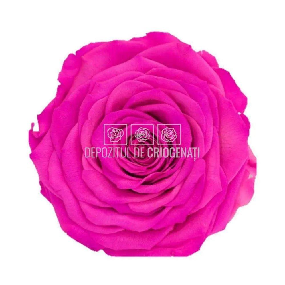 Trandafir Criogenat XXL PIN - 07 (dia. 9,5cm, 1 buc /cutie) - Depozitul de Criogenati